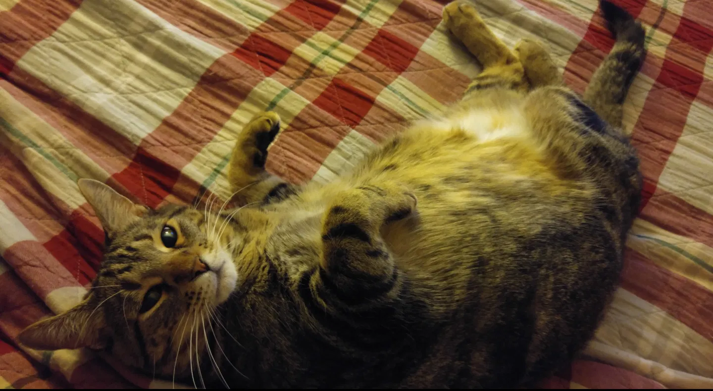 Lost cat in Grove City, OH, 43123