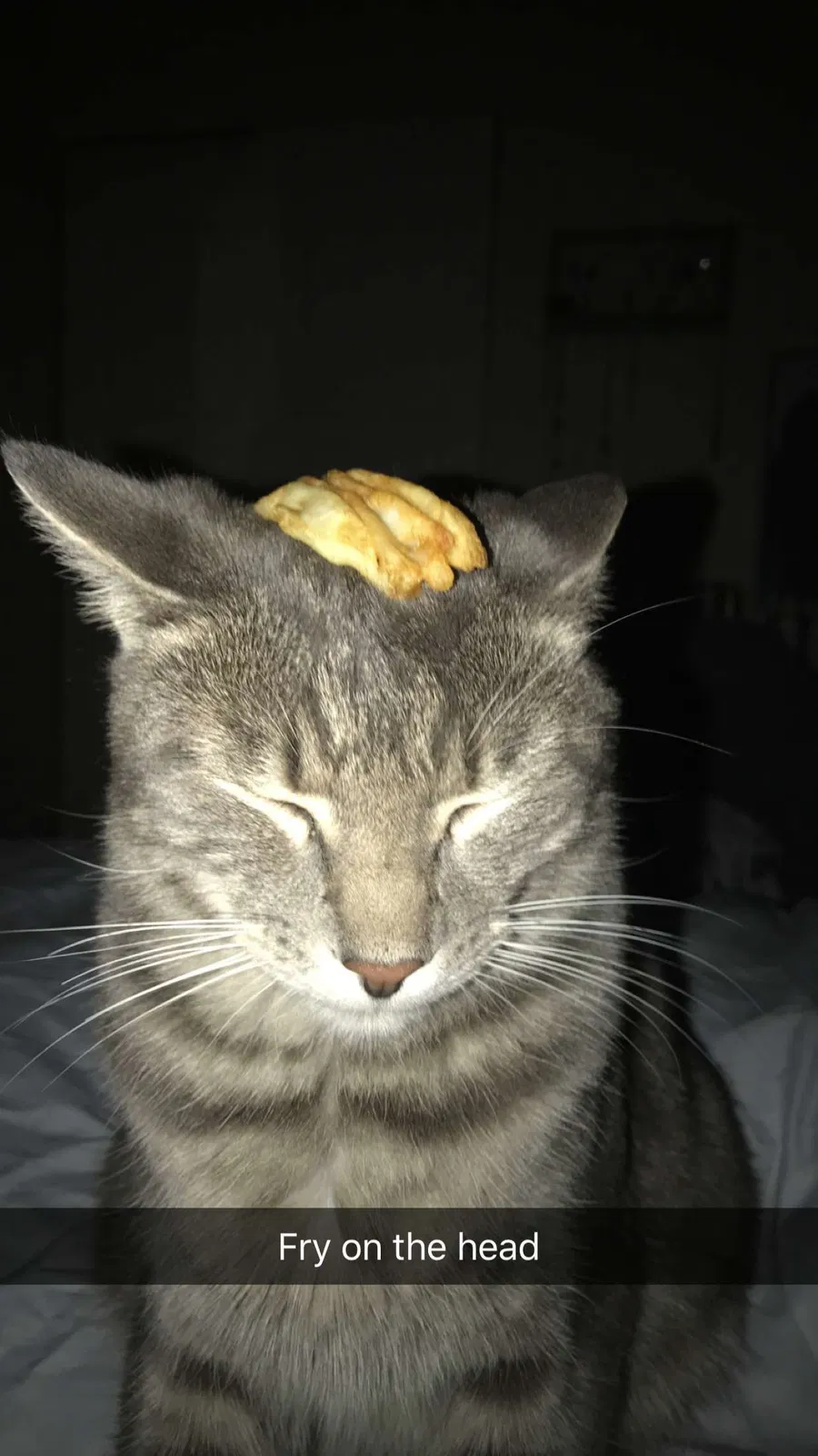 Lost cat in Hebron, KY, 41048