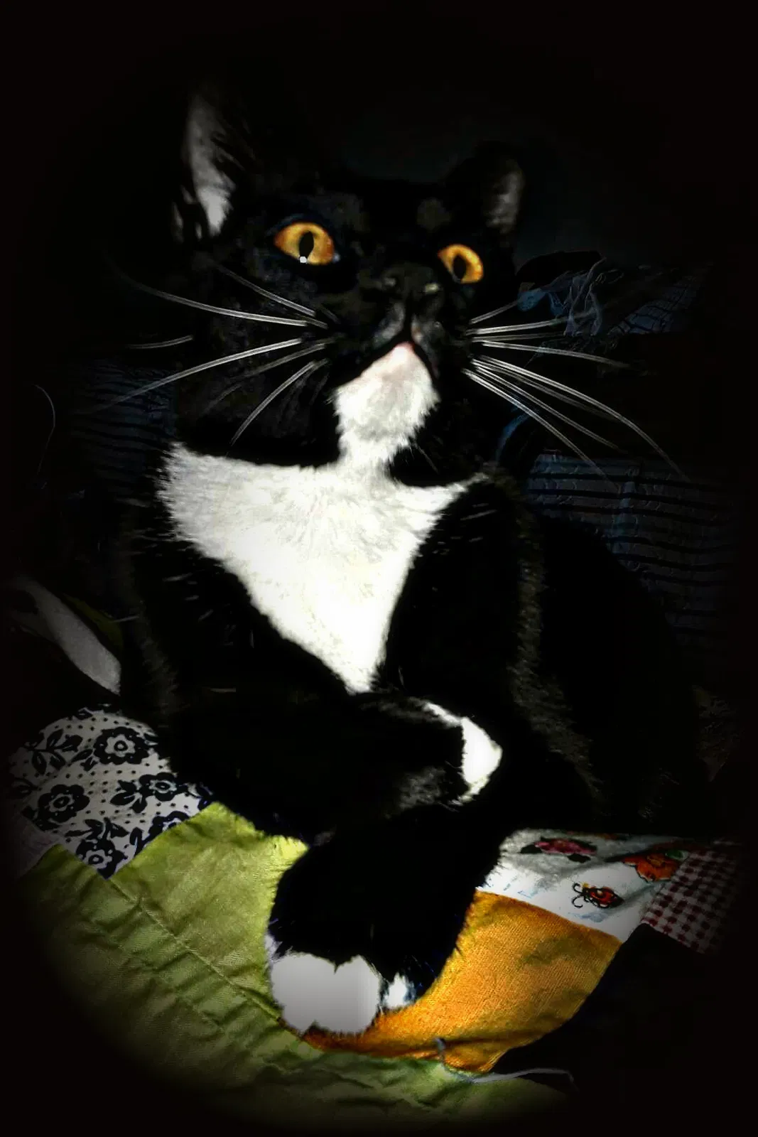 Lost cat in Bowling Green, KY, 42101