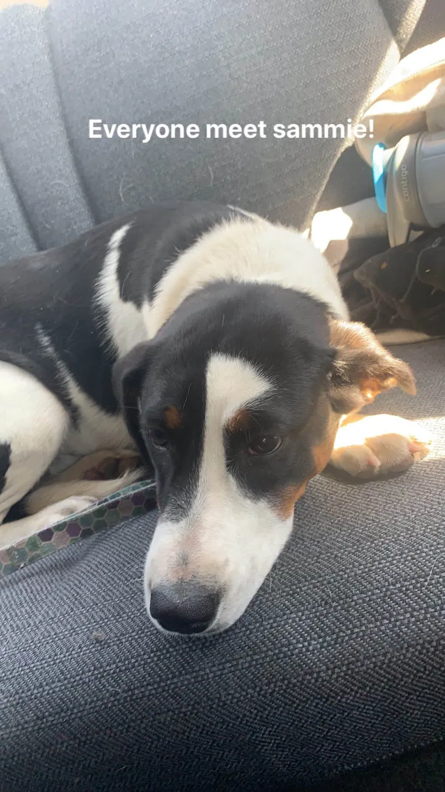 Lost dog in Longmont, CO, 80504