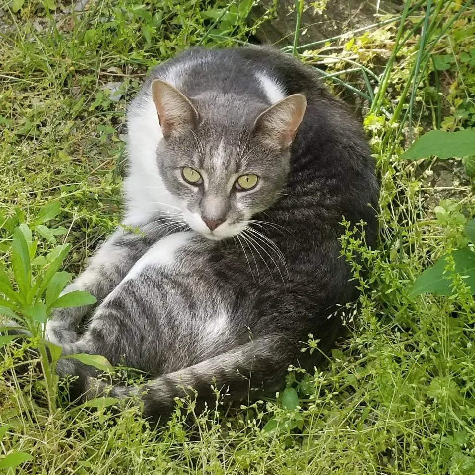 Lost cat in Brooklyn, NY, 11235