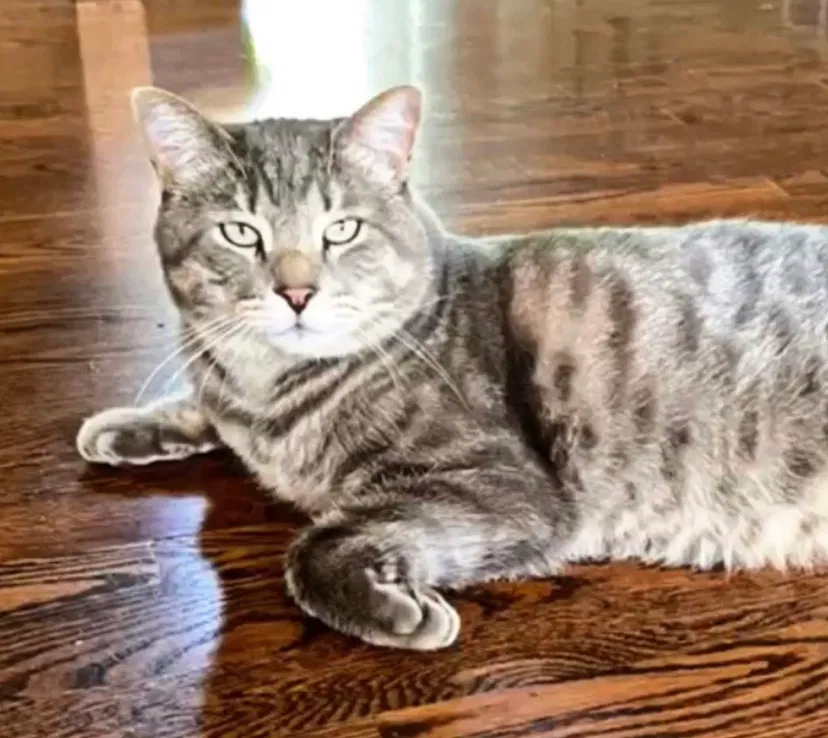 Lost cat in Golden, CO, 80403