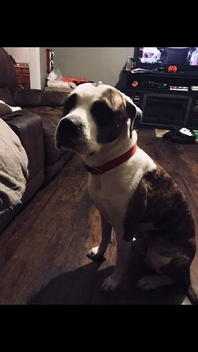 Lost dog in Robards, KY, 42452