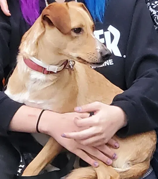 Lost dog in Saint Cloud, MN, 56303