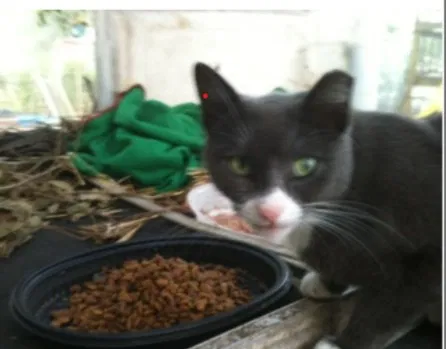 Lost cat in North Charleston, SC, 29418