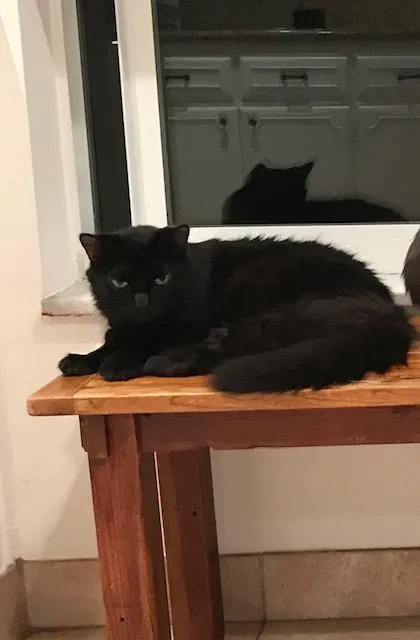 Lost cat in Okatie, SC, 29909