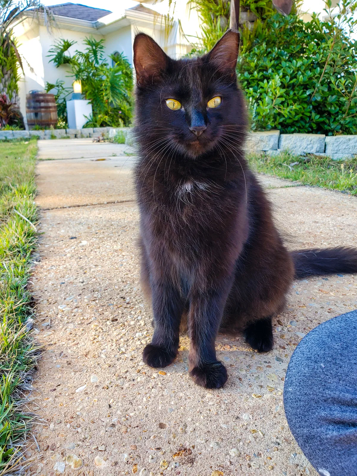 Lost cat in Destin, FL, 32541