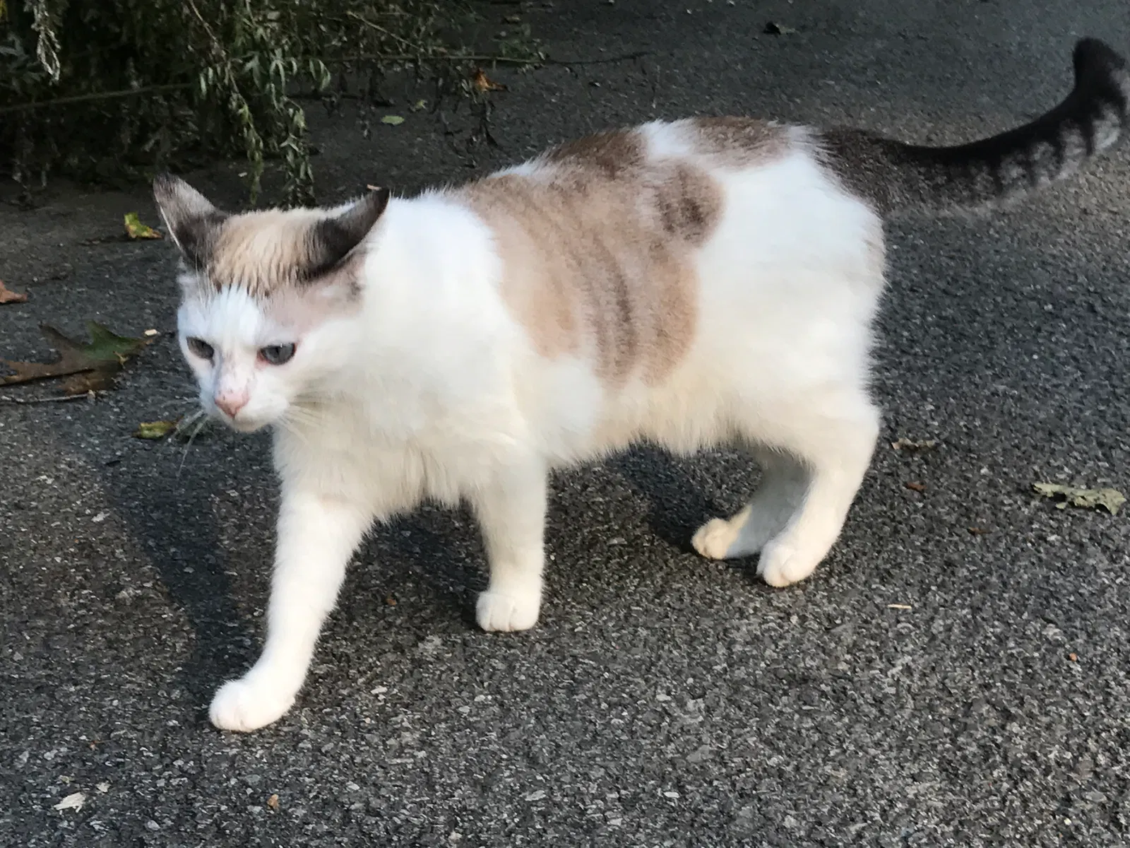 Lost cat in Chappaqua, NY, 10514