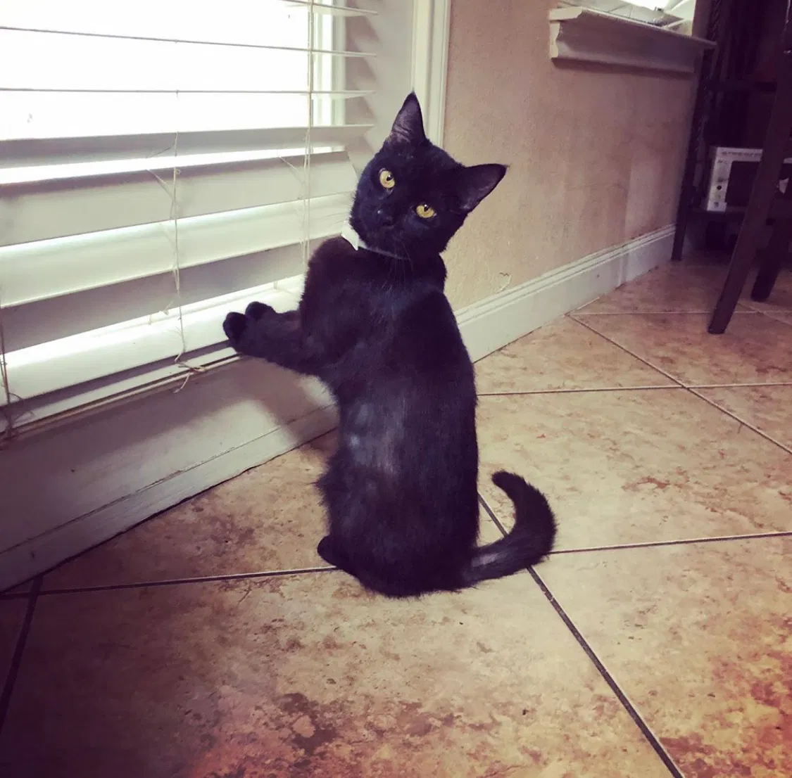Lost cat in San Antonio, TX, 78213