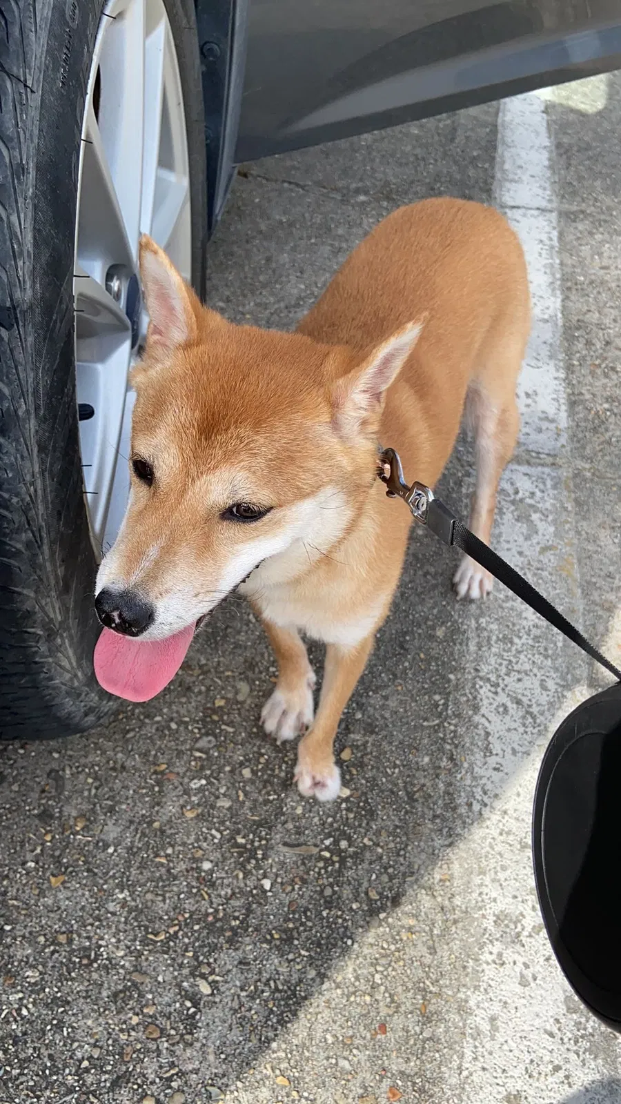 Lost dog in Baton Rouge, LA, 70820