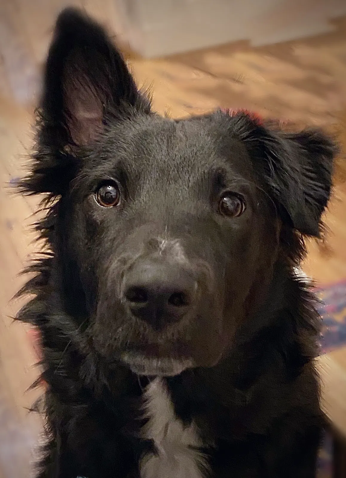 Lost dog in Cincinnati, OH, 45255