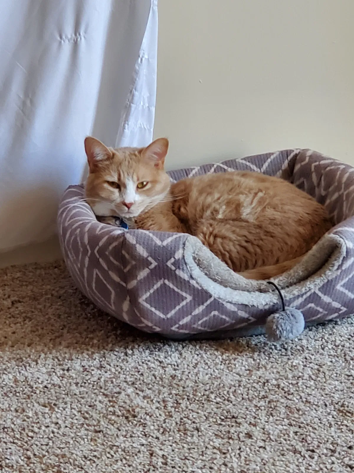 Lost cat in Cincinnati, OH, 45244