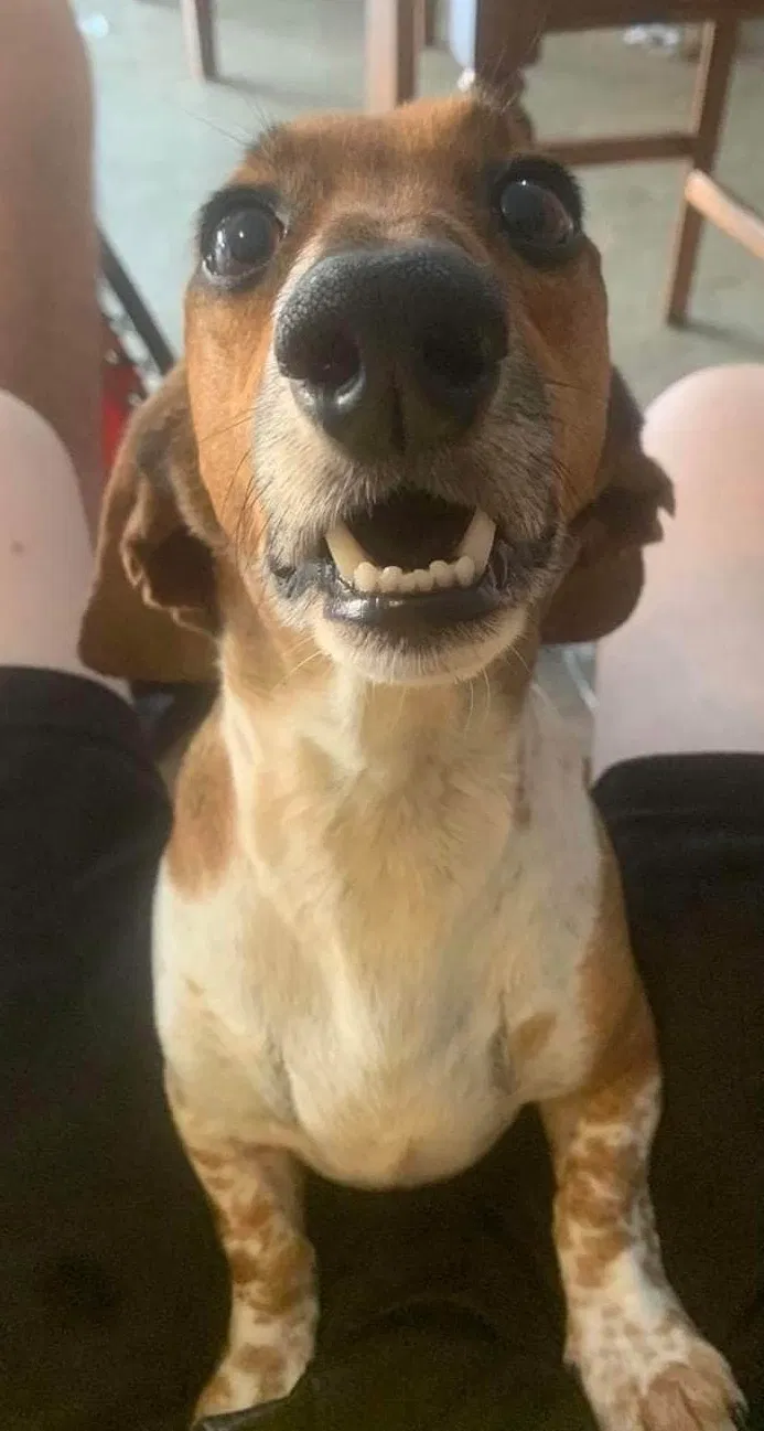 Lost dog in Muldrow, OK, 74948