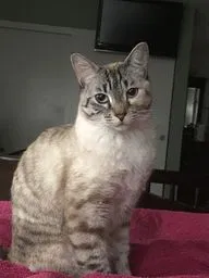 Lost cat in La Mesa, CA, 91941
