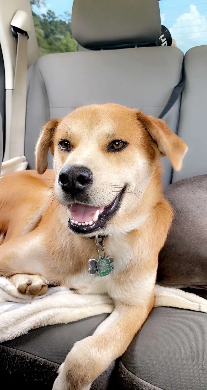 Lost dog in Arlington, TN, 38002
