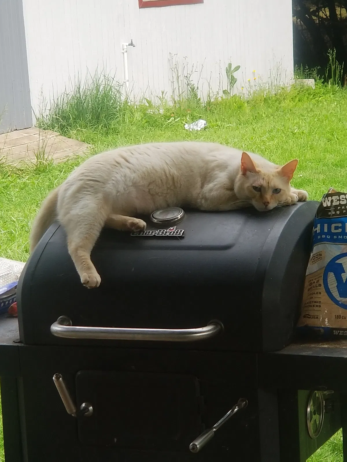 Lost cat in Eugene, OR, 97404