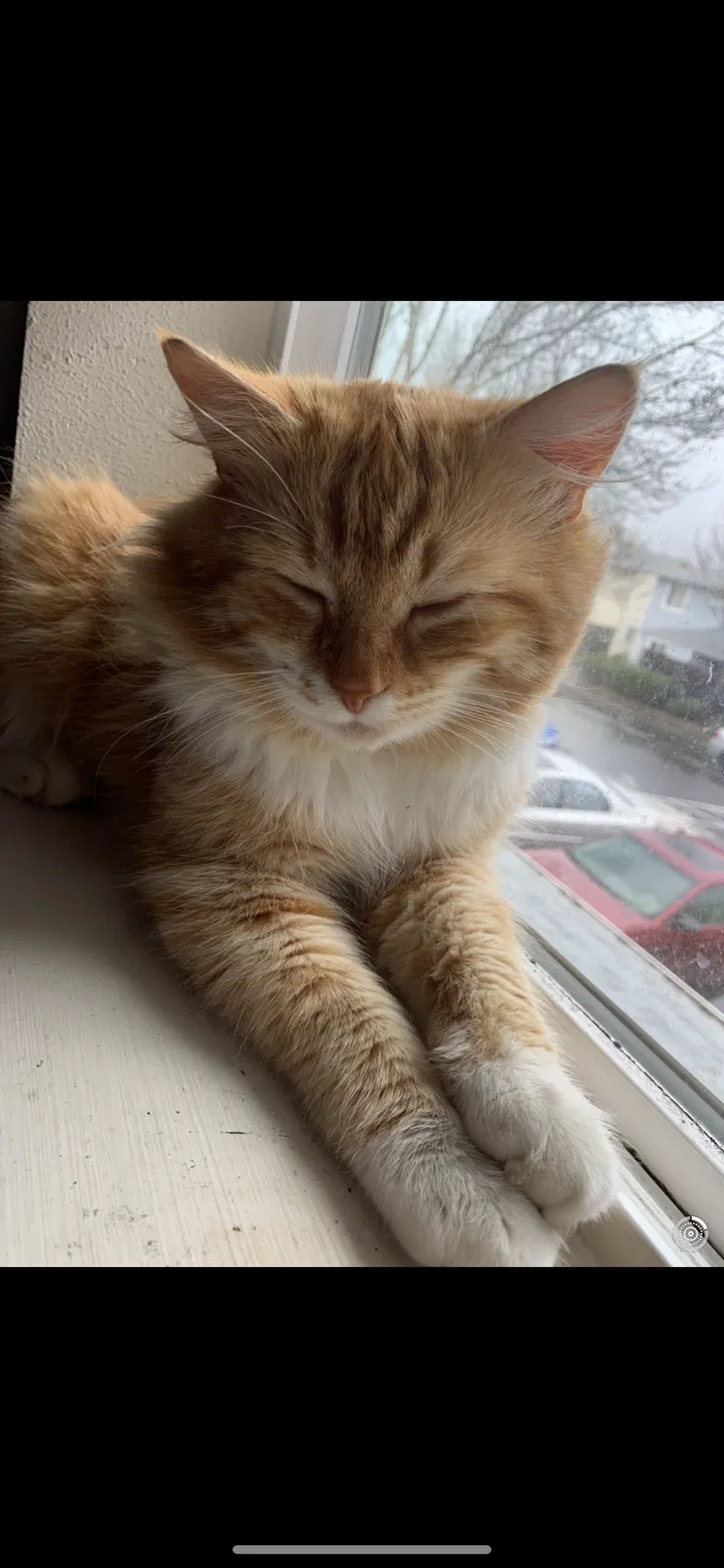 Lost cat in Springfield, OR, 97478