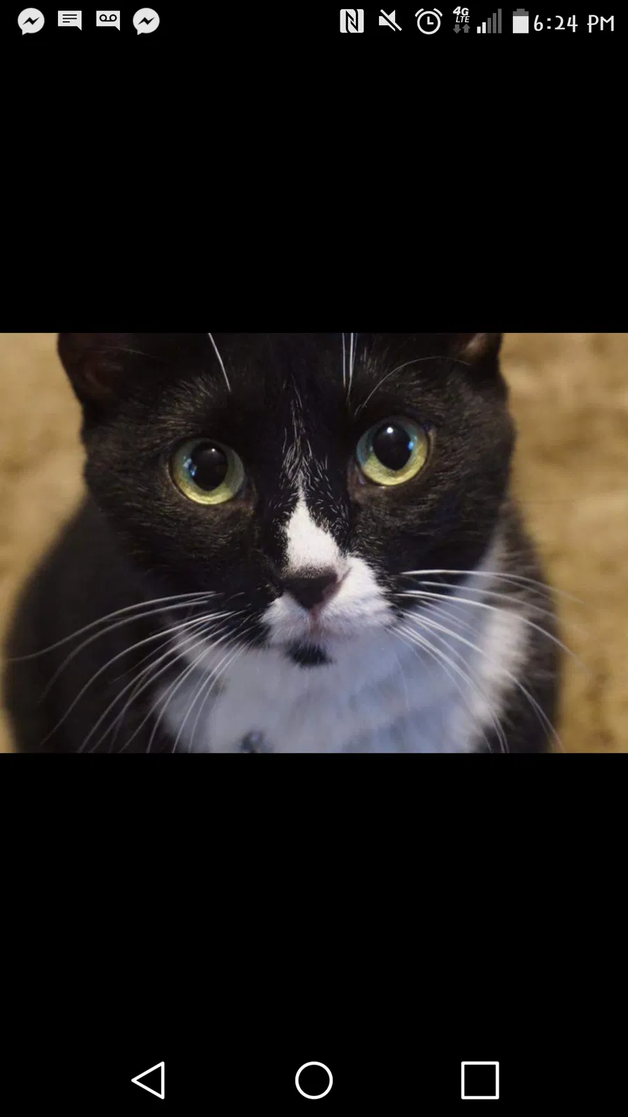 Lost cat in Radcliff, KY, 40160