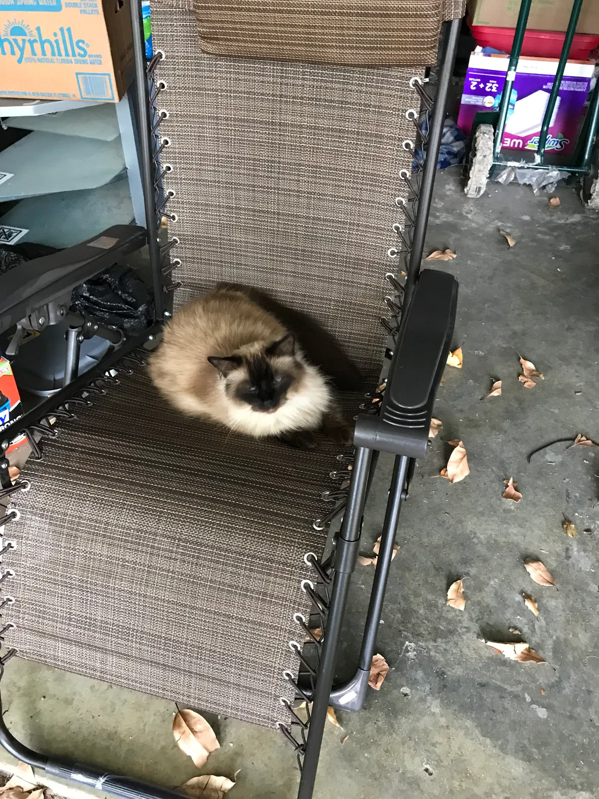 Lost cat in Cape Coral, FL, 33993