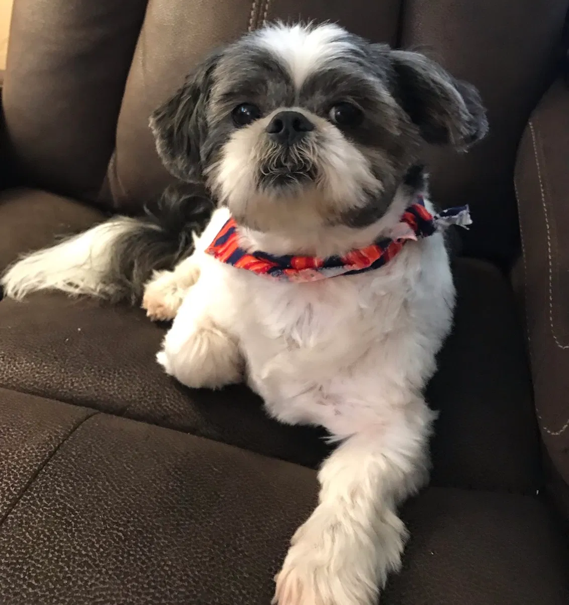 Lost dog in Charlotte, NC, 28215