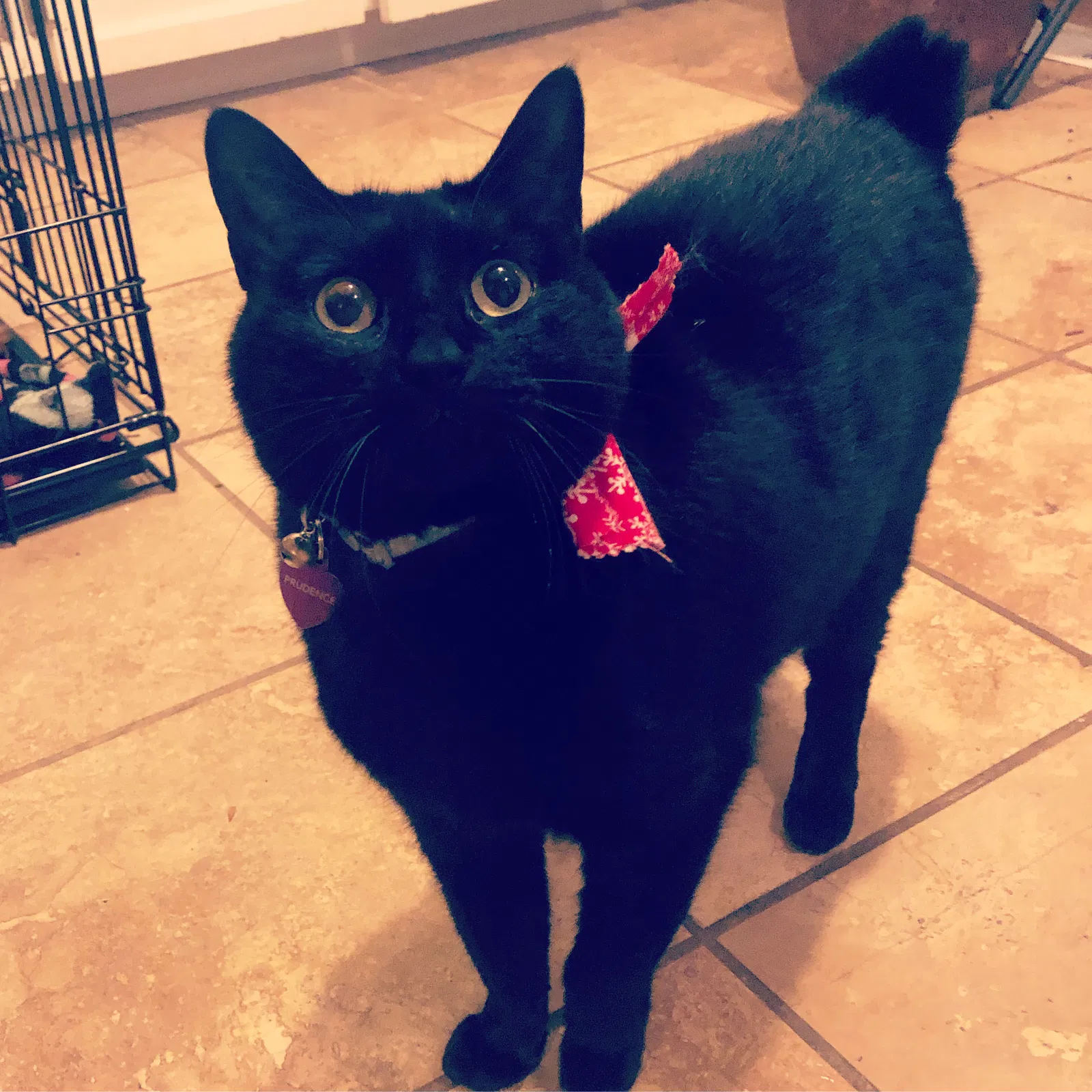 Lost cat in Littleton, CO, 80123