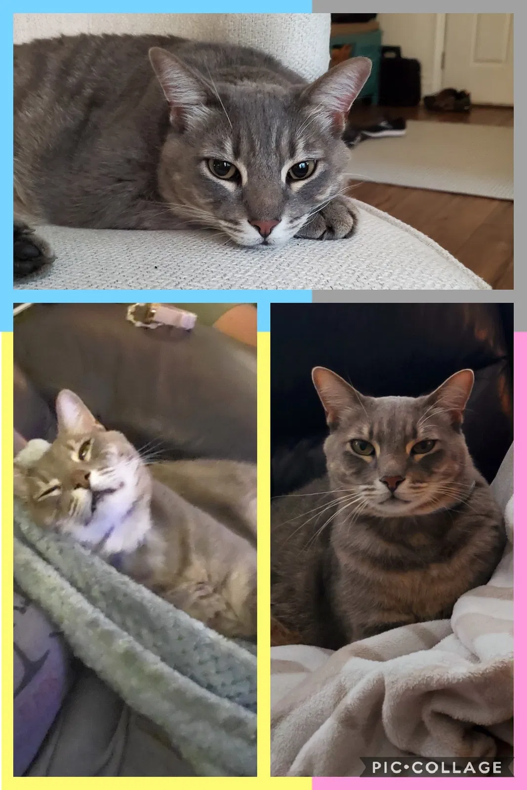 Lost cat in Saint Johns, FL, 32259