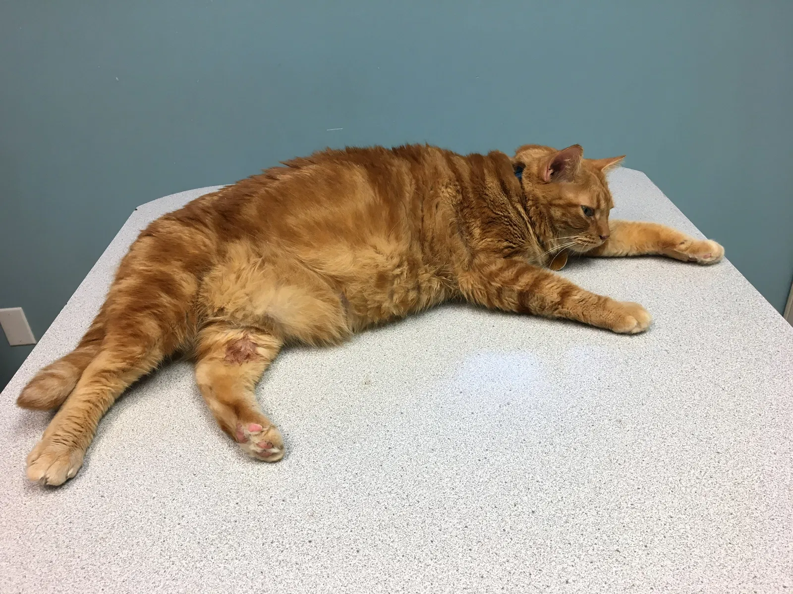 Lost cat in Muscle Shoals, AL, 35661