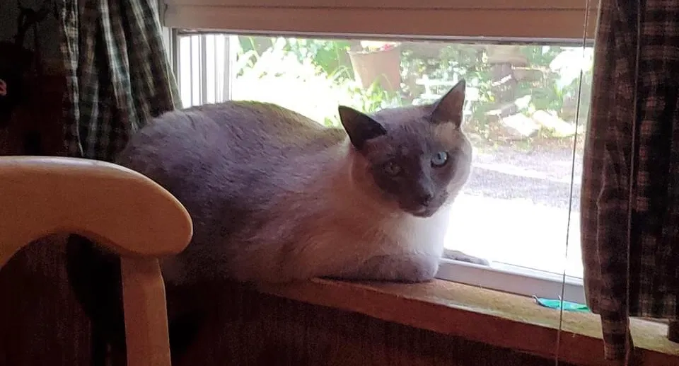 Lost cat in Cazenovia, NY, 13035