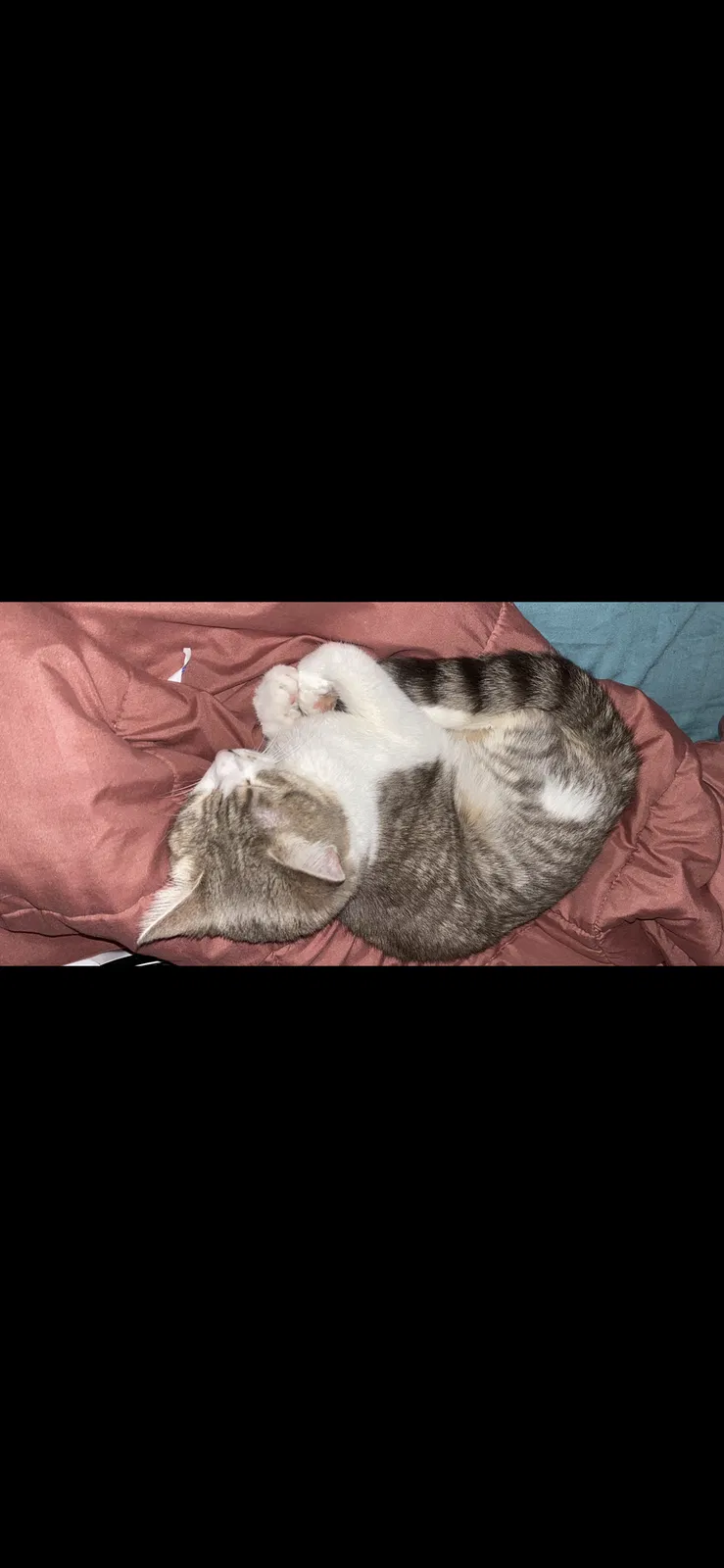 Lost cat in Evergreen Park, IL, 60805