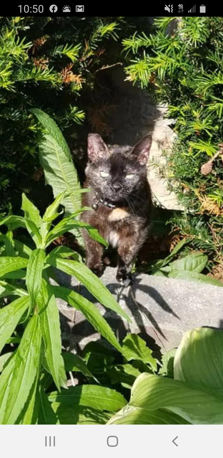 Lost cat in Columbus, OH, 43204