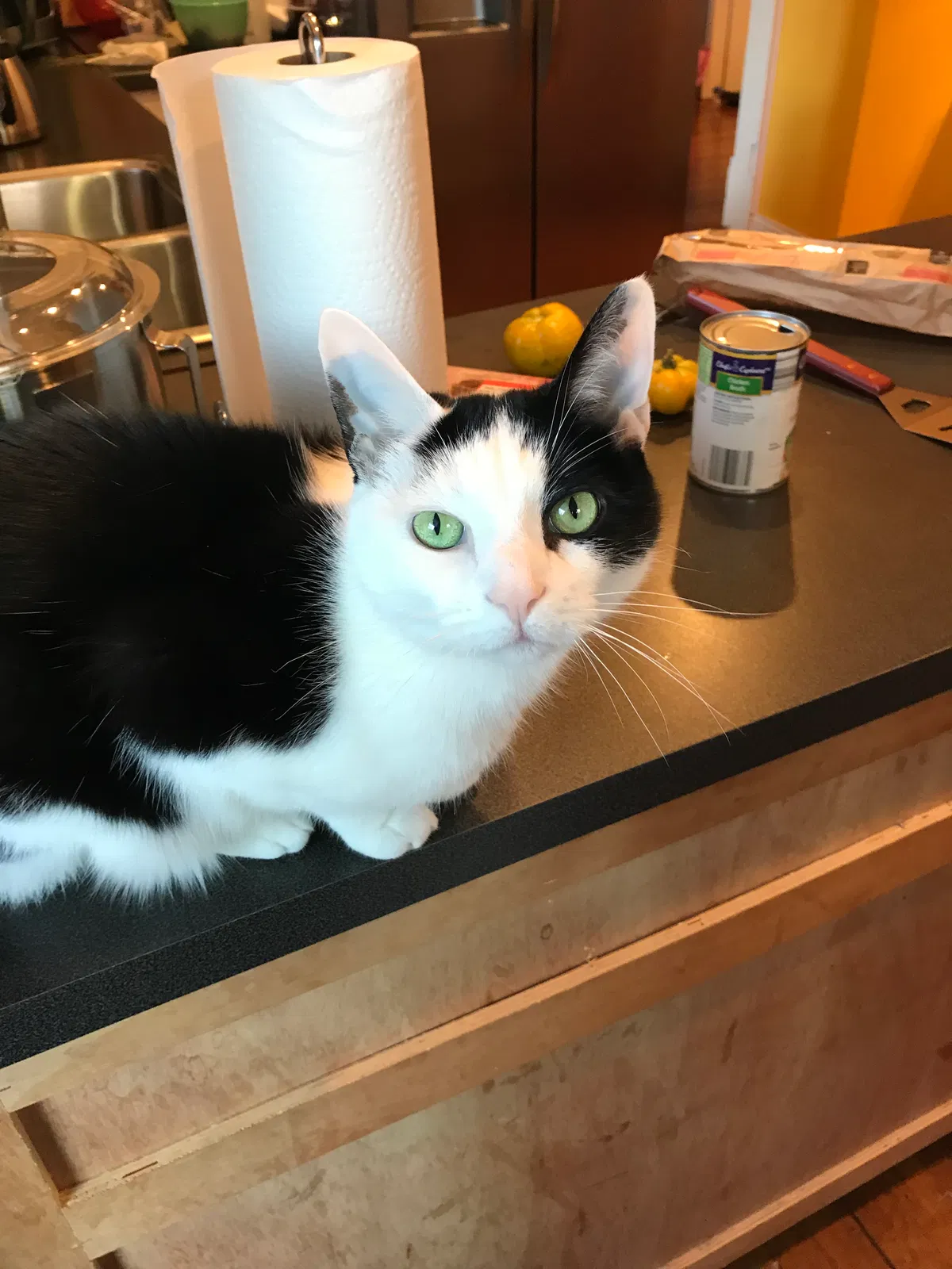 Lost cat in West Chicago, IL, 60185