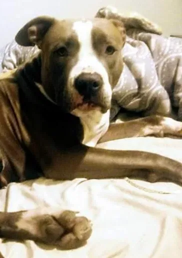 Lost dog in Elkview, WV, 25071