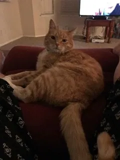 Lost cat in Louisville, KY, 40241