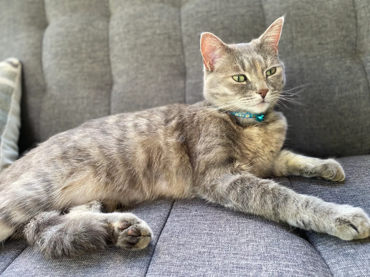 Lost cat in Durham, NC, 27712