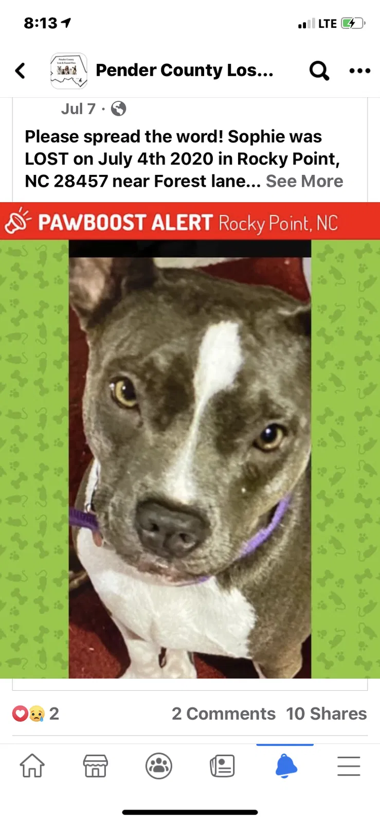 Lost dog in Rocky Point, NC, 28457