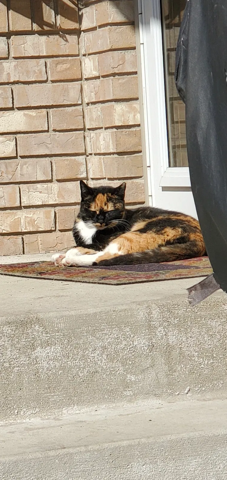 Lost cat in Andover, MN, 55304
