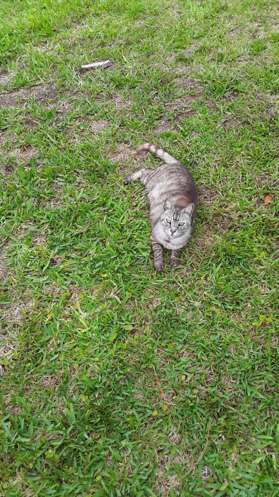 Lost cat in Port Orange, FL, 32129