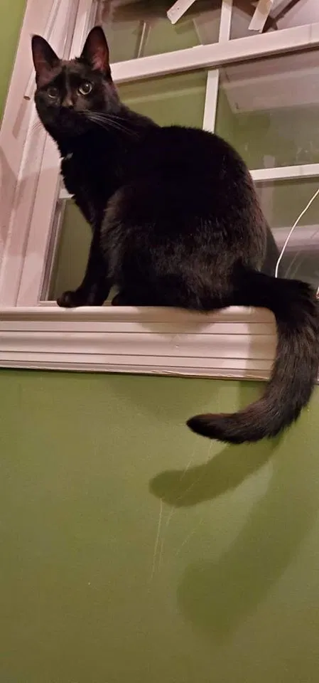Lost cat in Matawan, NJ, 7747