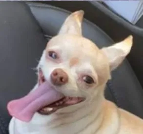 Lost dog in Phoenix, AZ, 85020