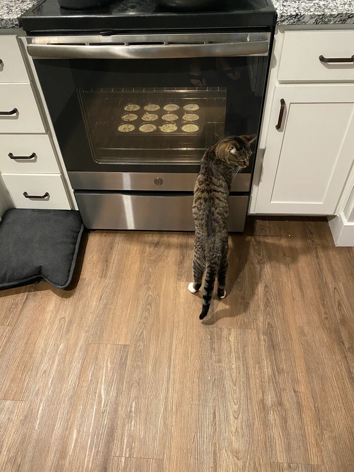 Lost cat in Maitland, FL, 32751