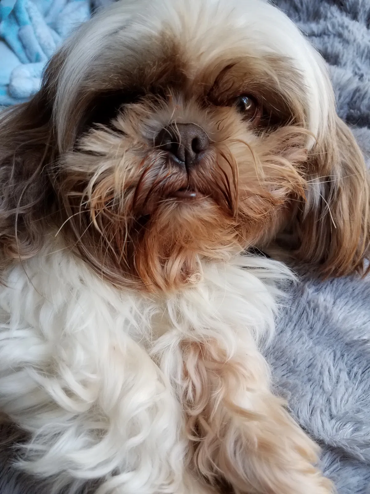 Lost dog in Fort Worth, TX, 76110