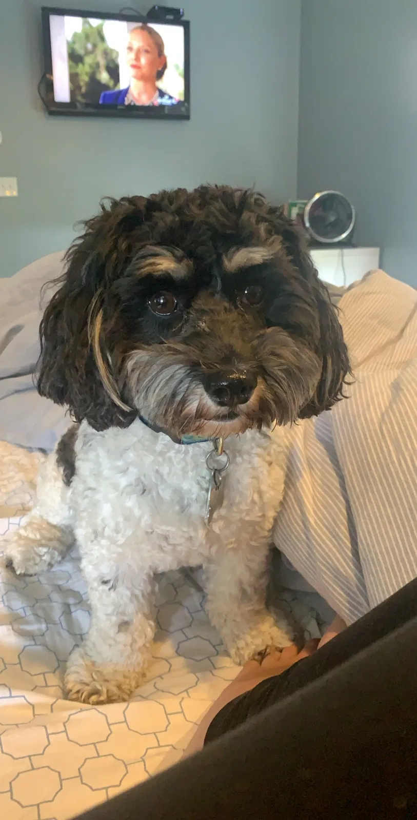 Lost dog in East Syracuse, NY, 13057