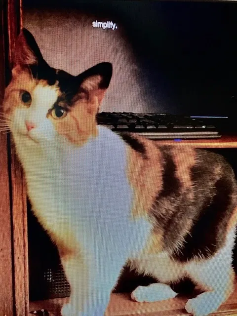 Lost cat in Zeeland, MI, 49464