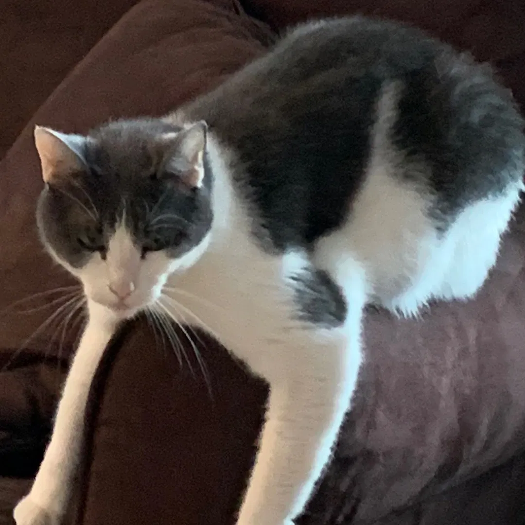 Lost cat in Mechanicsville, VA, 23111