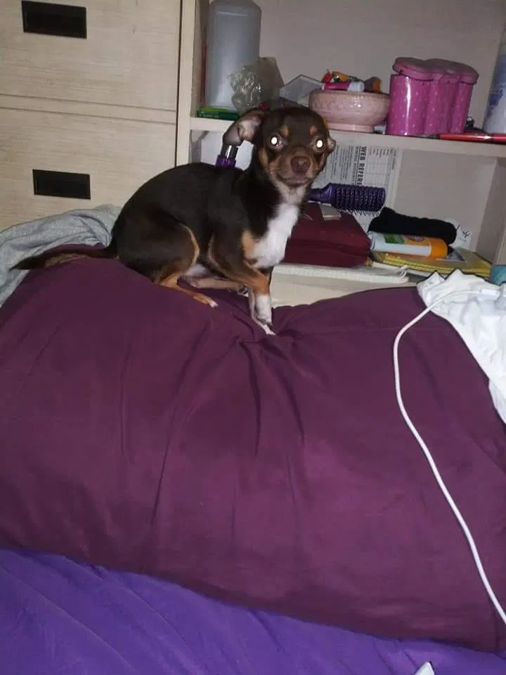 Lost dog in Edinburg, TX, 78541