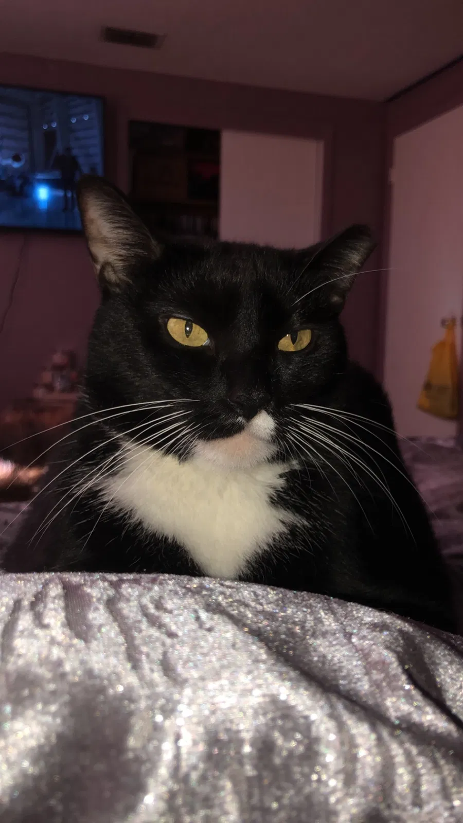 Lost cat in Holiday, FL, 34691