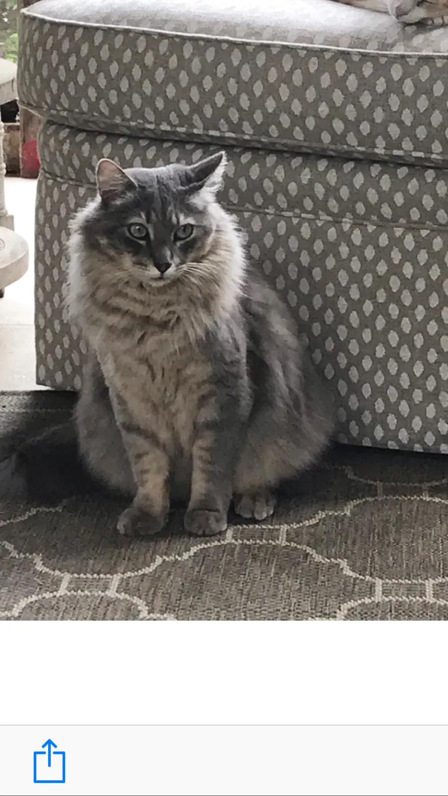 Lost cat in Marietta, GA, 30067