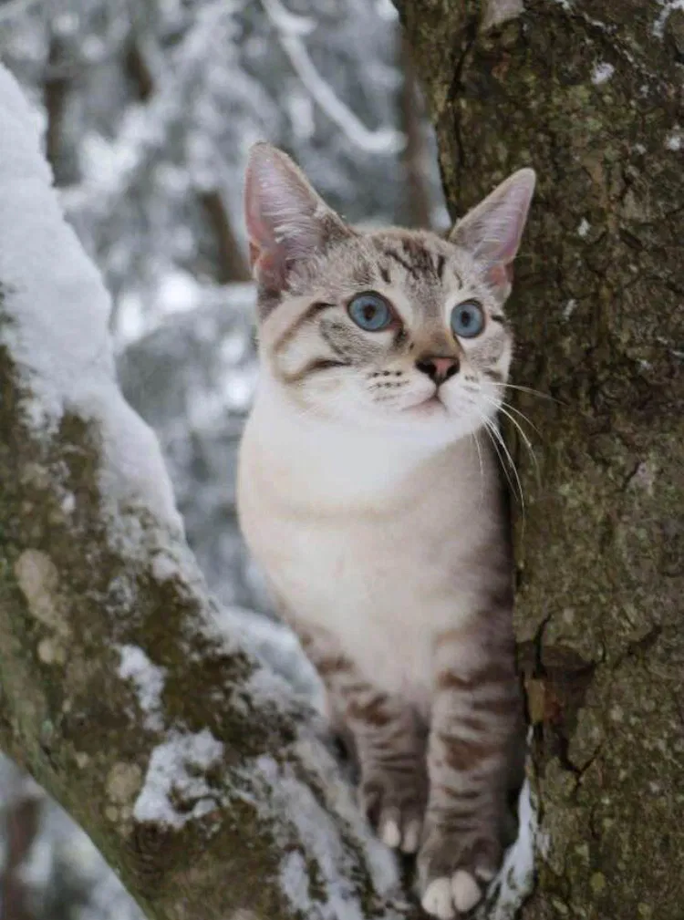 Lost cat in Broadview Heights, OH, 44147