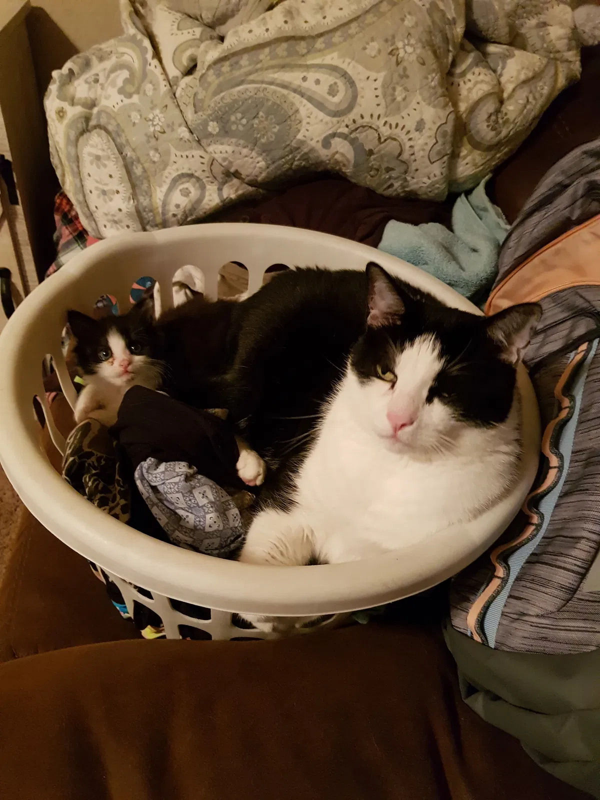 Lost cat in Bryant, AR, 72022