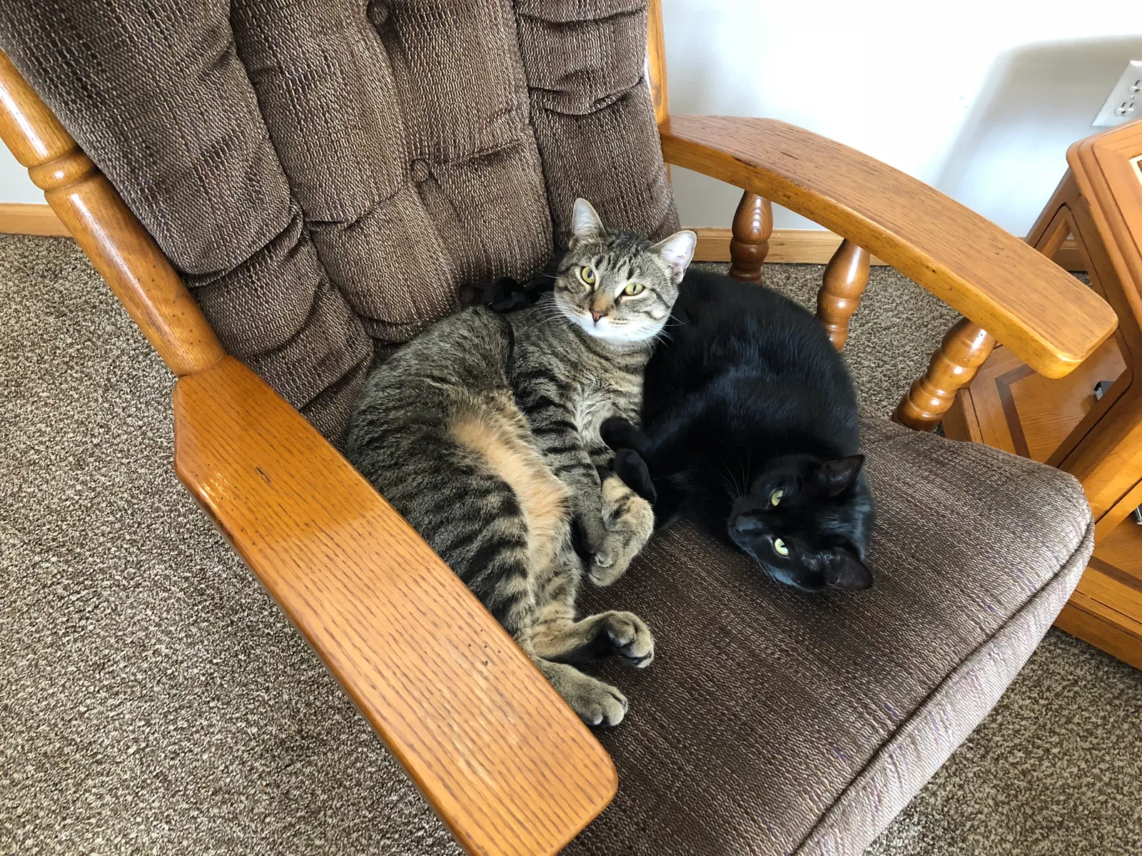Lost cat in Saint Paul, MN, 55124